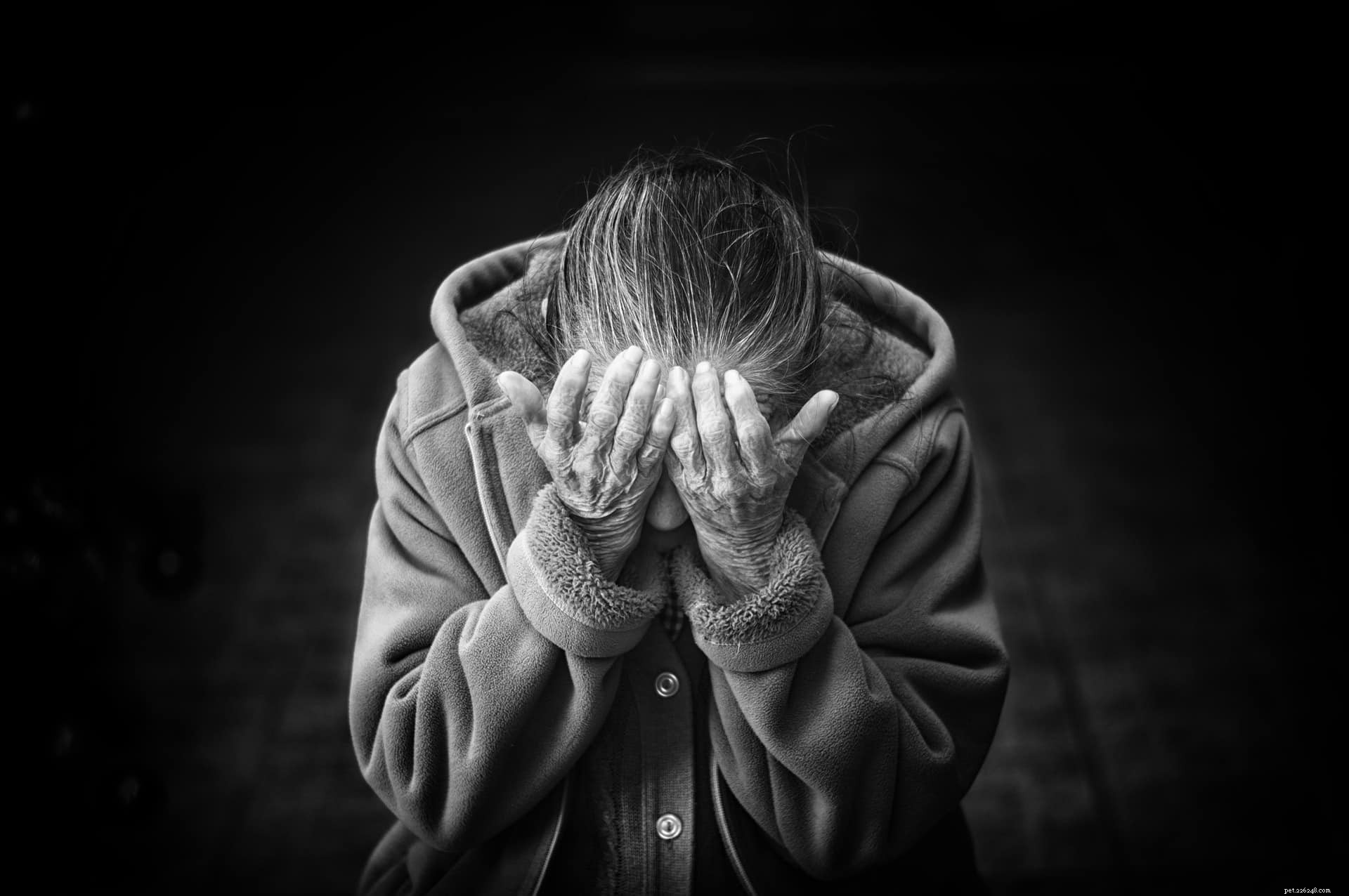 Understanding Grief After Losing Your Dog: 5 Key Stages and How to Cope