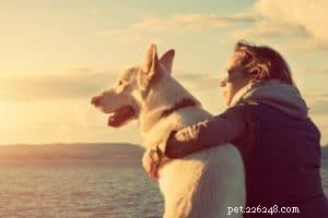 Beach Safety 101: Expert Tips to Keep Your Dog Safe at the Shore