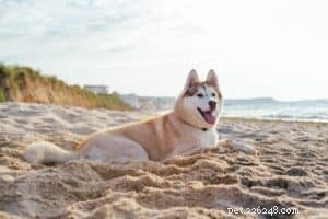 Beach Safety 101: Expert Tips to Keep Your Dog Safe at the Shore