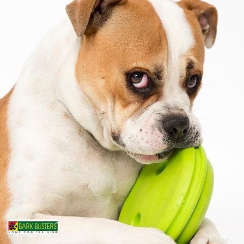 Game Changer Dog Toy: Durable, Safe, and Built for Heavy Chewers