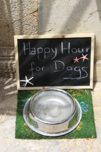 5 Essential Questions to Evaluate Any Dog Food
