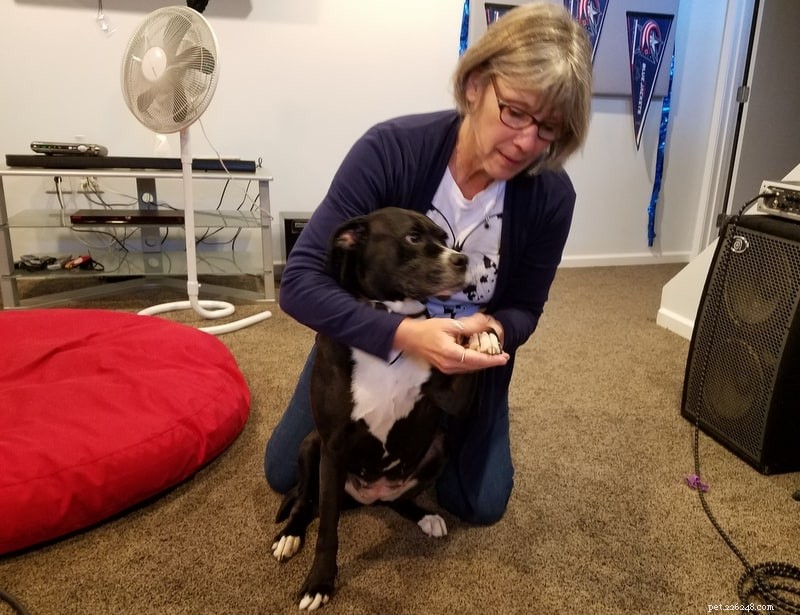 Daily Dog Health Check: 3 Key Benefits of a Comprehensive Snout-to-Tail Exam
