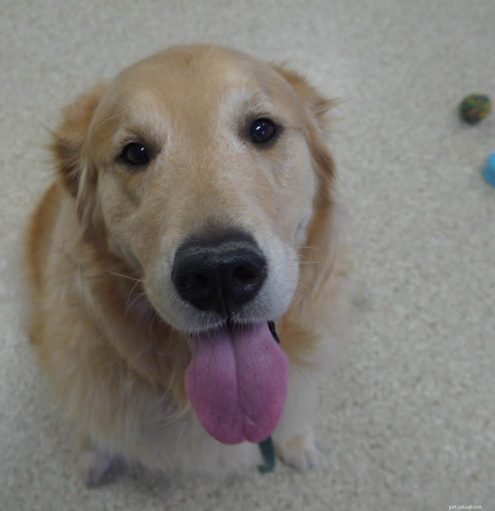 When It s Time to Say Goodbye to Your Aging Dog