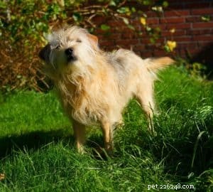 Keep Your Dog Safe This Summer: 5 Essential Warm Weather Tips