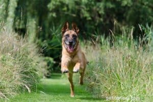 Keep Your Dog Safe This Summer: 5 Essential Warm Weather Tips