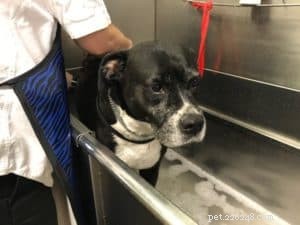 How to Remove Skunk Smell from Your Dog Quickly & Safely