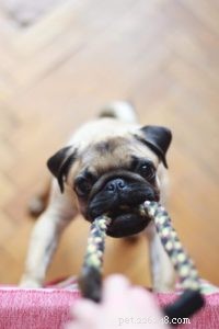 Top Creative Games to Energize Your Dog s Mind & Body