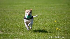 Top Creative Games to Energize Your Dog s Mind & Body