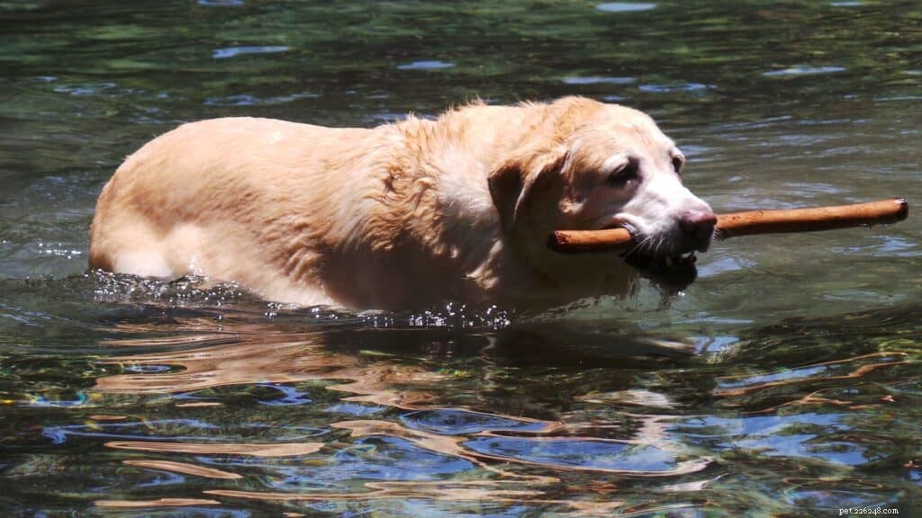 Maximize Your Dog’s Fitness Through Smart Nutrition