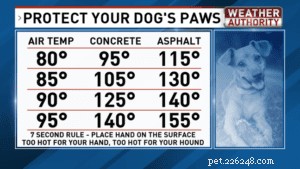 Keep Your Dog Safe This Summer: 7 Essential Heat‑Protection Tips