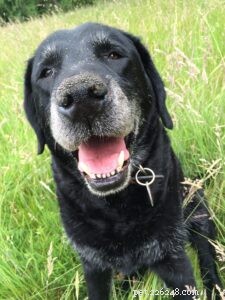 Essential Care Tips for Your Senior Dog: Enhancing Health & Happiness