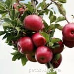 The Ultimate Guide to Superfoods for Dogs: Boost Health Naturally