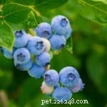 The Ultimate Guide to Superfoods for Dogs: Boost Health Naturally