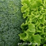 The Ultimate Guide to Superfoods for Dogs: Boost Health Naturally