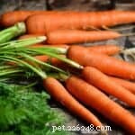The Ultimate Guide to Superfoods for Dogs: Boost Health Naturally