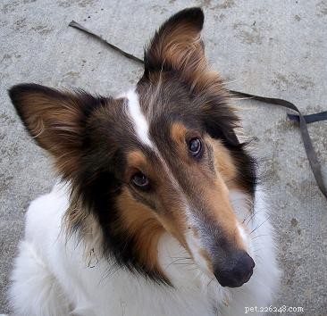 Navigating Grief After Losing a Dog: Compassionate Support & Healing Steps