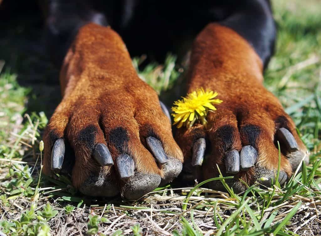 Why Won t My Dog Allow Nail Trimming? Understanding and Overcoming Resistance