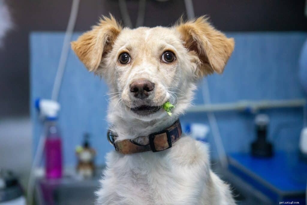 Top Food-Dispensing Dog Toys to Slow Fast Eaters