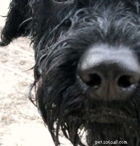 Daily Dog Check-Up: Snout-to-Tail Examination Guide
