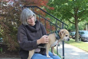 Daily Dog Check-Up: Snout-to-Tail Examination Guide