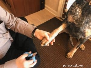 Daily Dog Check-Up: Snout-to-Tail Examination Guide