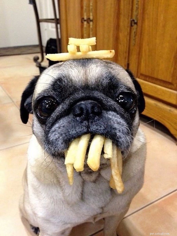 Essential Guide: Safe & Harmful Foods for Your Dog