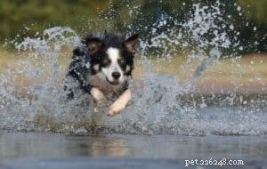 6 Proven Strategies to Keep Your Dog Healthy & Happy
