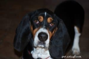 Pet Health Trends: How to Choose Safe and Effective Practices