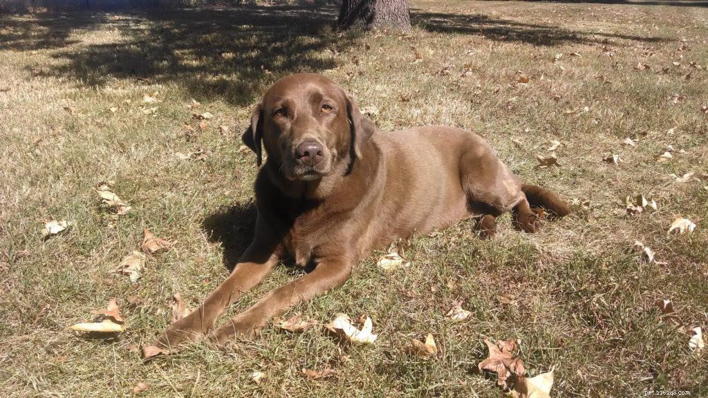 Common Causes & Treatments for Dry Skin in Dogs