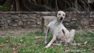 Common Causes & Treatments for Dry Skin in Dogs