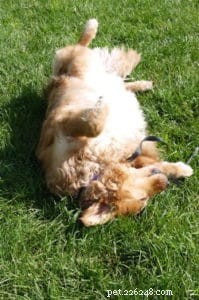 Dog Shedding No More – Expert Guide to Minimizing Coat Loss