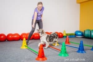 Career Paths for Dog Enthusiasts: 8 Ideal Jobs