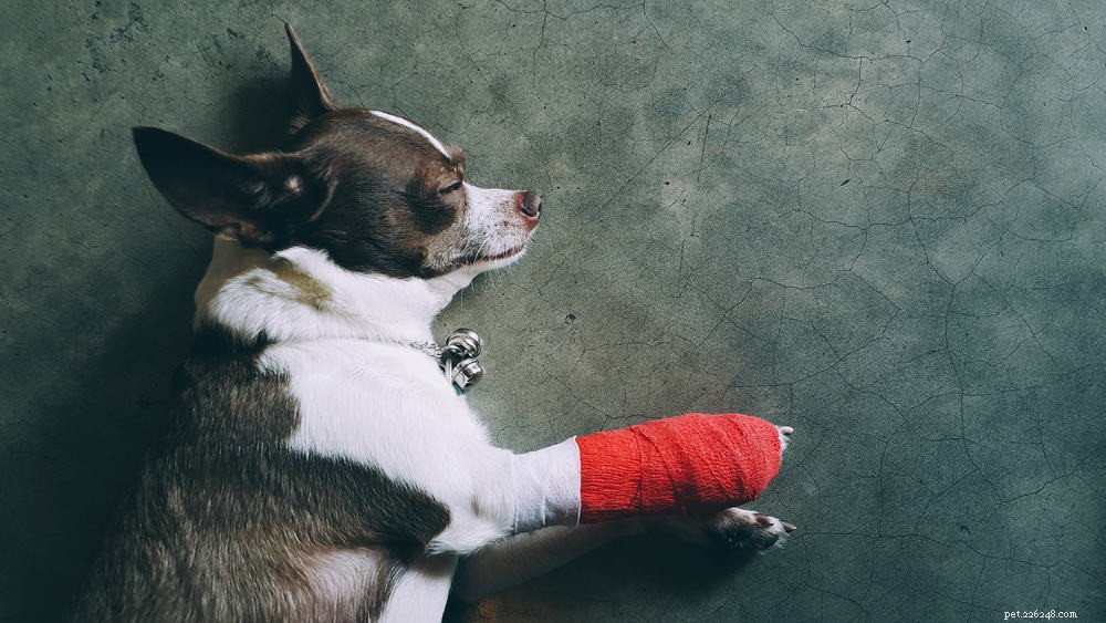 Proven Ways to Ease Your Dog’s Chronic Pain