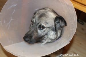 Proven Ways to Ease Your Dog’s Chronic Pain
