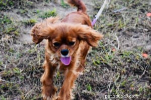 Proven Ways to Ease Your Dog’s Chronic Pain