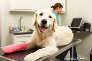 Proven Ways to Ease Your Dog’s Chronic Pain