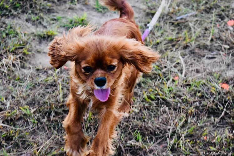 10 Essential Dog Walking Tips for Healthier, Happier Pups