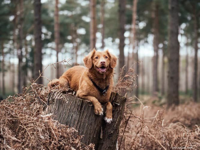 10 Essential Dog Walking Tips for Healthier, Happier Pups