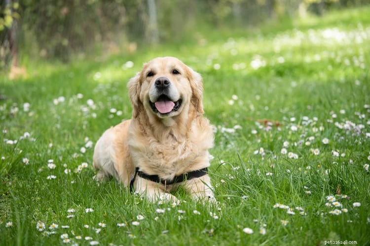 10 Essential Dog Walking Tips for Healthier, Happier Pups