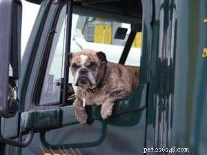 Dog First Aid Kit: Essential Guide to Be Prepared for Emergencies