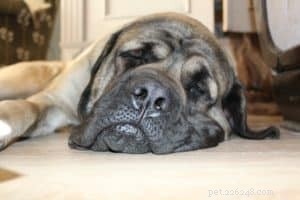 Dog First Aid Kit: Essential Guide to Be Prepared for Emergencies