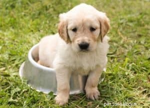Essential Feeding Guide: 4 Proven Tips for New Puppy Parents