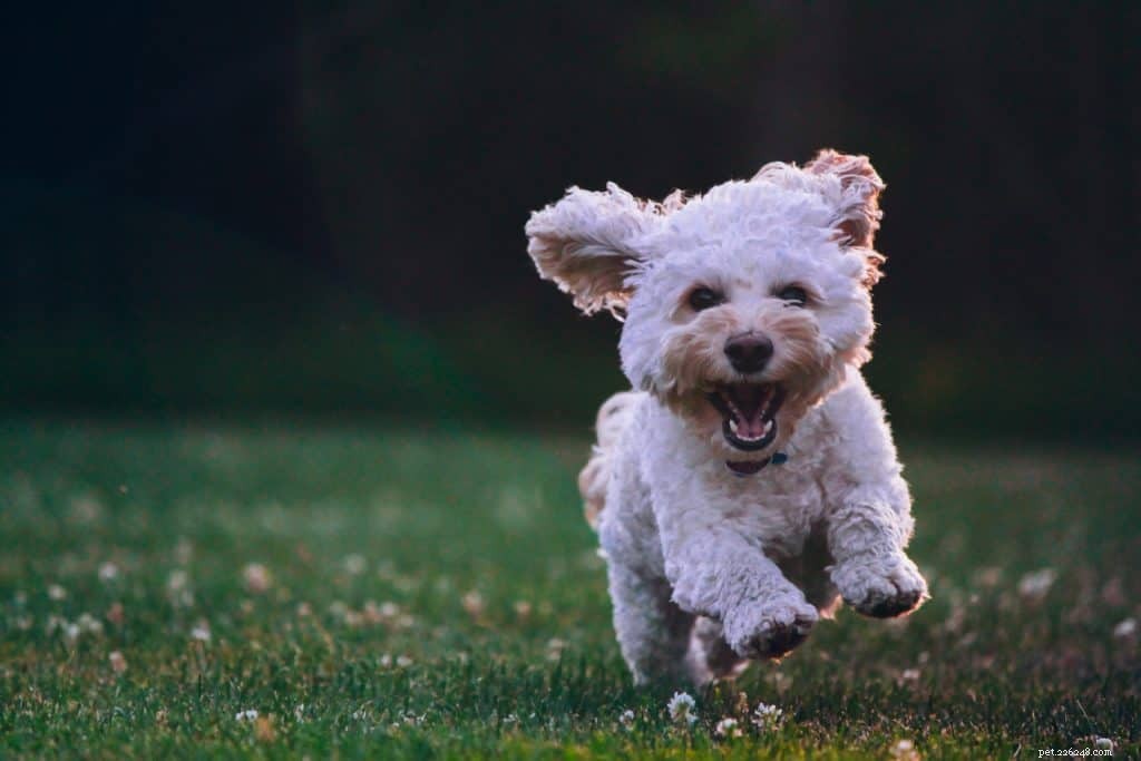 How a Pet Can Be the Ultimate Motivator for Your Fitness Journey