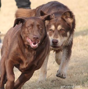 How a Pet Can Be the Ultimate Motivator for Your Fitness Journey