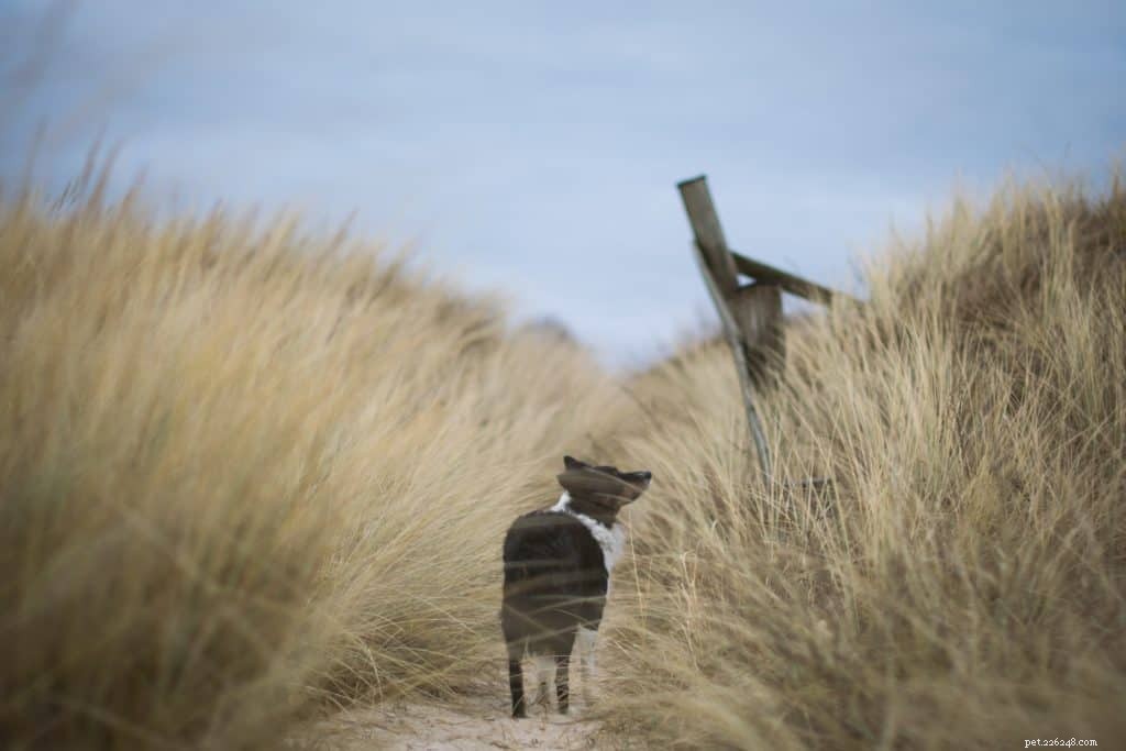 Essential Guide to Safely Hiking, Camping, and Backpacking with Your Dog