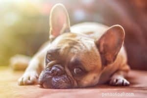 Why a Non‑Toxic Mattress Is Essential for Your Pet: 3 Key Benefits