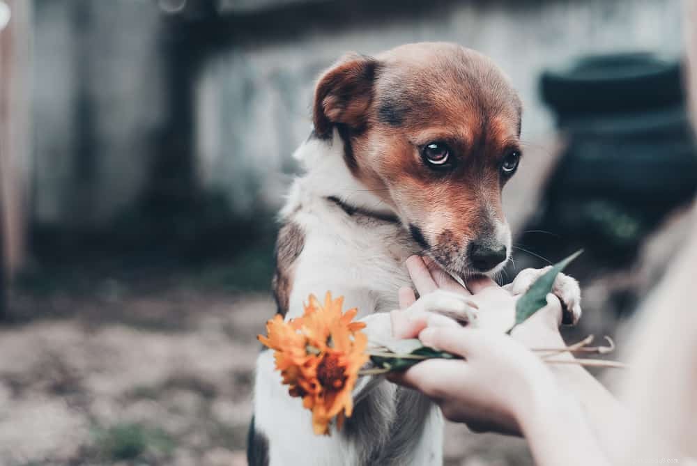 Effective Strategies to Calm Your Pet’s Anxiety