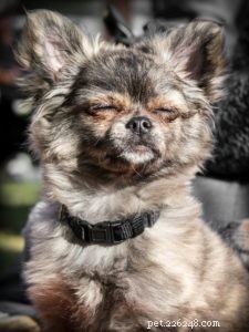 Managing Dementia in Senior Dogs: Compassionate Care & Decision Guidance