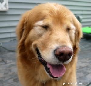 Managing Dementia in Senior Dogs: Compassionate Care & Decision Guidance