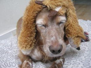 Managing Dementia in Senior Dogs: Compassionate Care & Decision Guidance